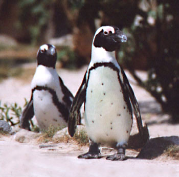 Pinguinfoto