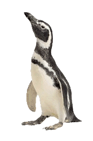 Pinguin-Foto