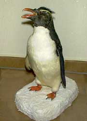 Foto ausgestopfter Pinguin