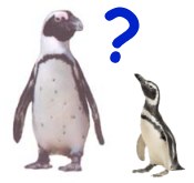 Grössenvergleich aller Pinguinarten