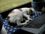 Klicken ldt groes Bild