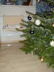 Klicken ldt groes Bild