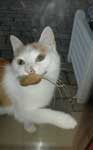 Klicken ldt groes Bild