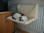 Klicken ldt groes Bild