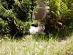 Klicken ldt groes Bild