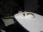 Klicken ldt groes Bild