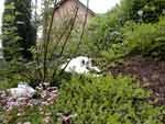 Klicken ldt groes Bild