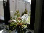 Klicken ldt groes Bild