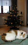 Klicken ldt groes Bild
