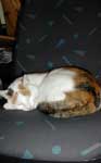 Klicken ldt groes Bild