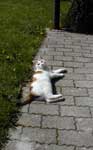 Klicken ldt groes Bild