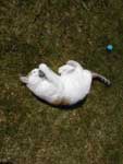 Klicken ldt groes Bild