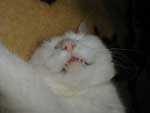 Klicken ldt groes Bild