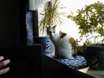 Klicken ldt groes Bild
