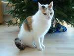 Klicken ldt groes Bild