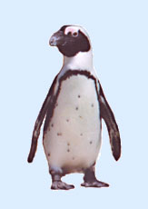 Brillenpinguin