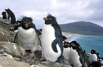 Pinguinfoto